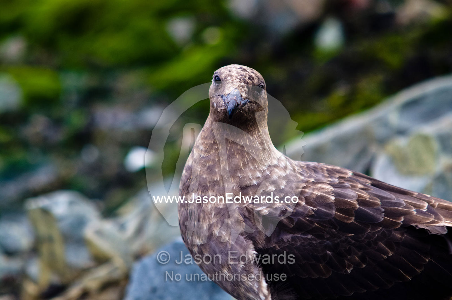 An intelligent yet quizzical stare from a predatory Brown Skua. Vernadski Antarctic Research Base, Galindez Island, Argentine Islands, Faraday Islands, Antarctic Peninsula, Antarctica.