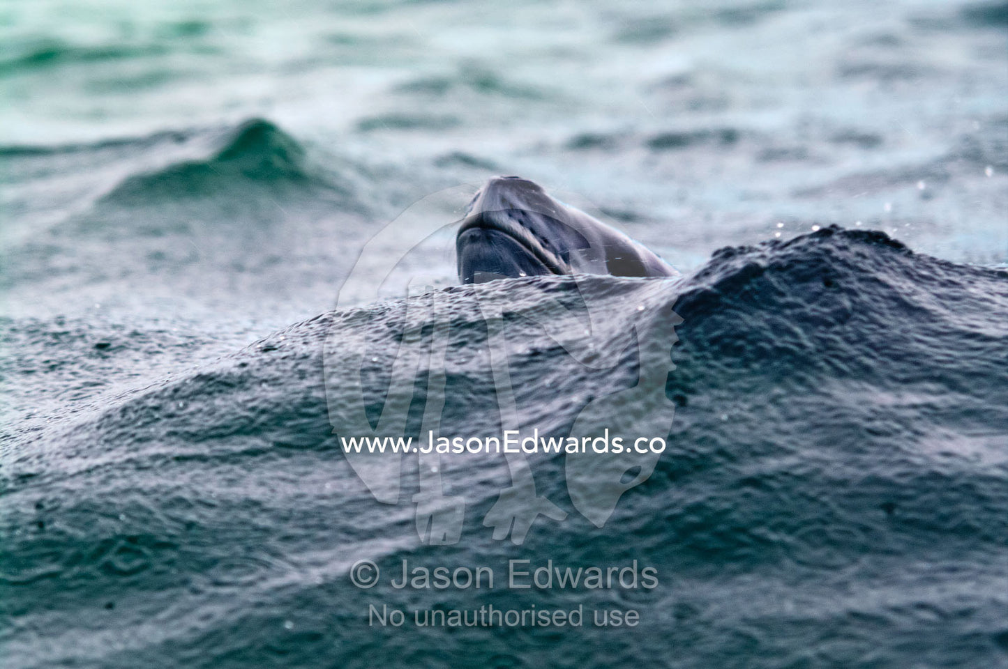 A curious Leopard Seal spy hopping out of the ocean hunting for prey. Pl��neau and Booth Islands, Bellingshausen Sea, Antarctic Peninsula, Antarctica.