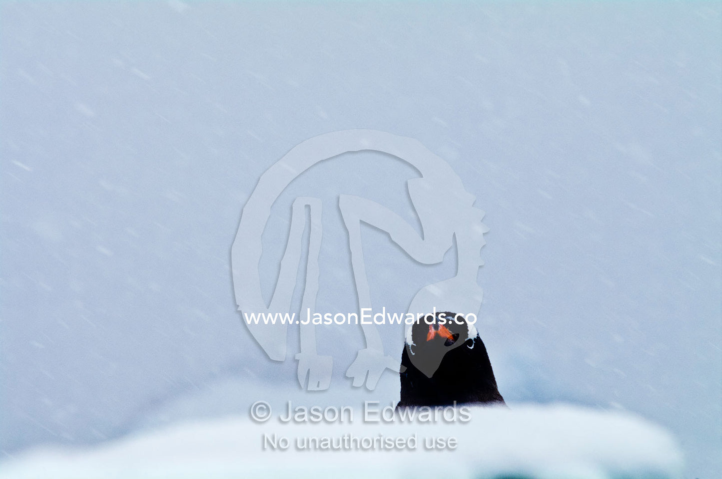 A curious Gentoo Penguin peers above a snow drift during a blizzard. Danco Island, Antarctic Peninsula, Antarctica.