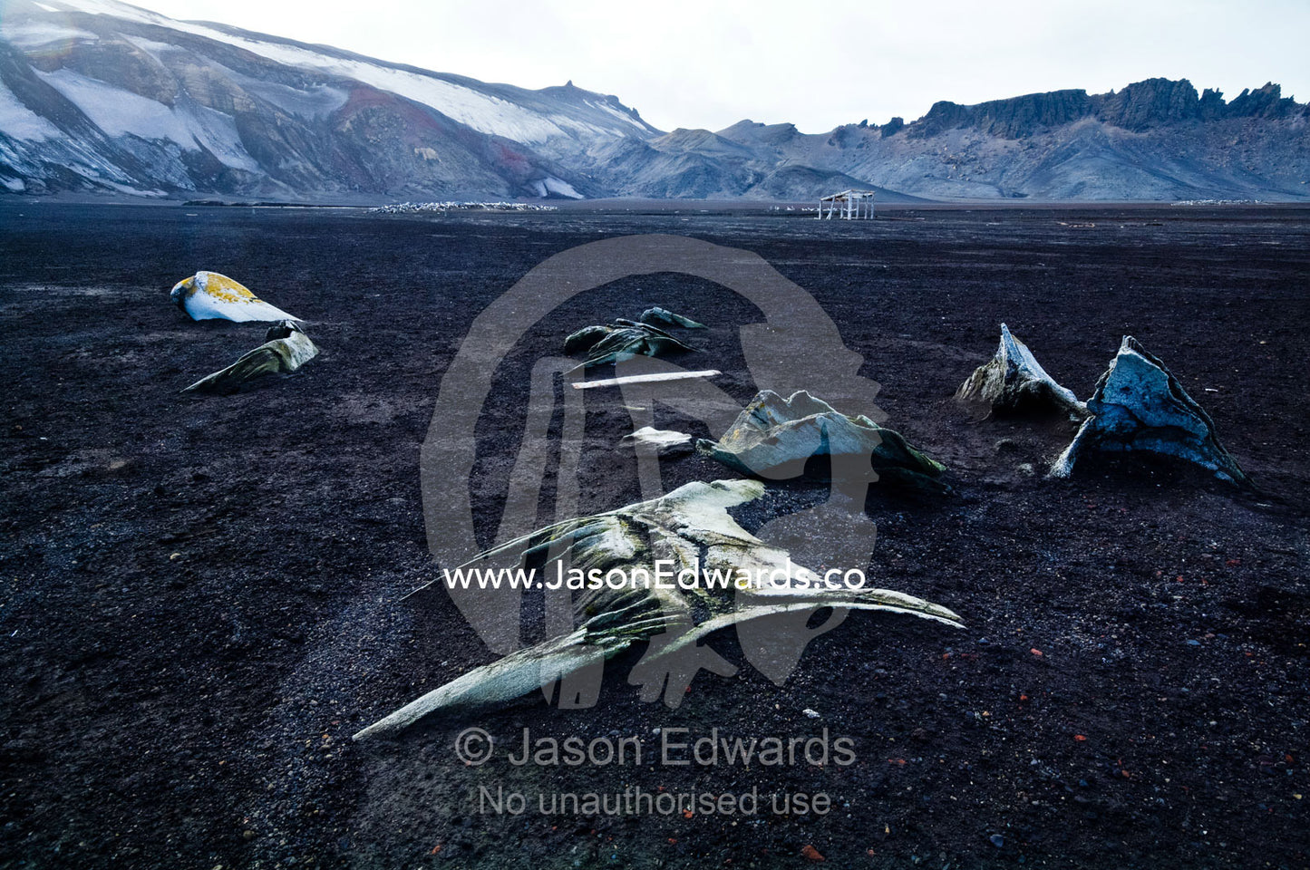 Whale bones emerge from black volcanic sand on an inhospitable beach. Hektor Whaling Station, Whalers Bay, Port Foster, Deception Island, South Shetland Islands, Antarctic Peninsula, Antarctica.