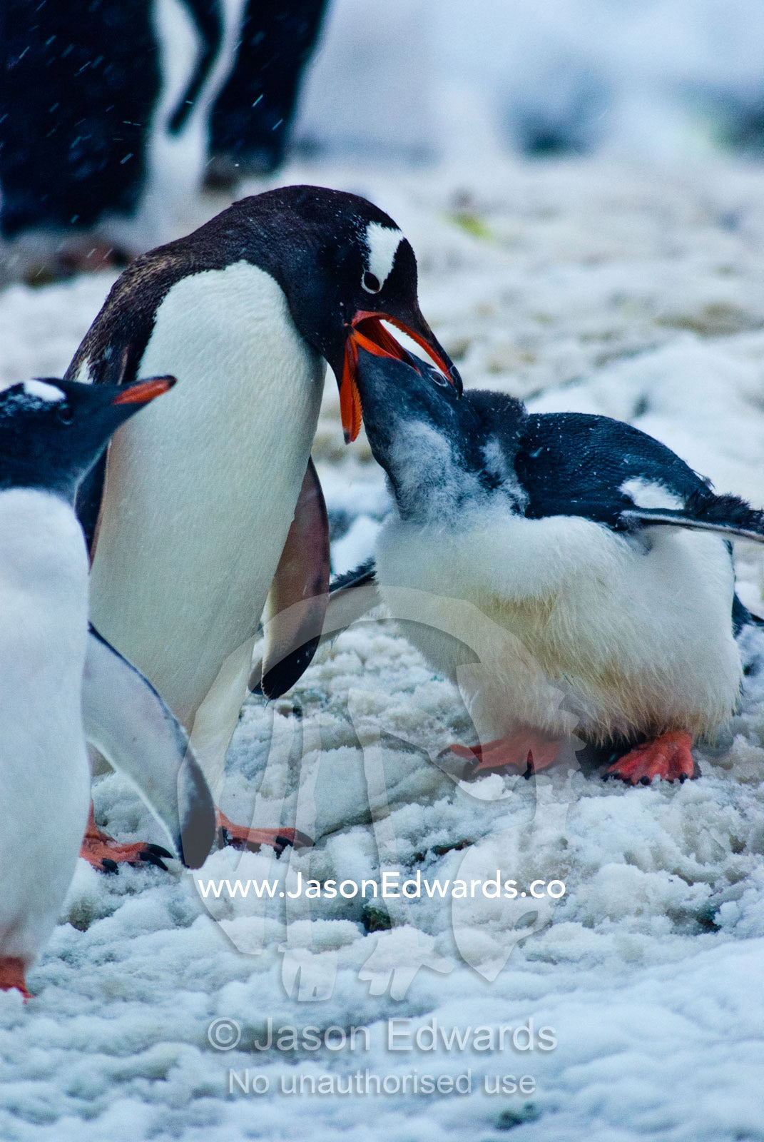 A Gentoo Penguin regurgitates krill to feed it's large hungry chick. Danco Island, Antarctic Peninsula, Antarctica.
