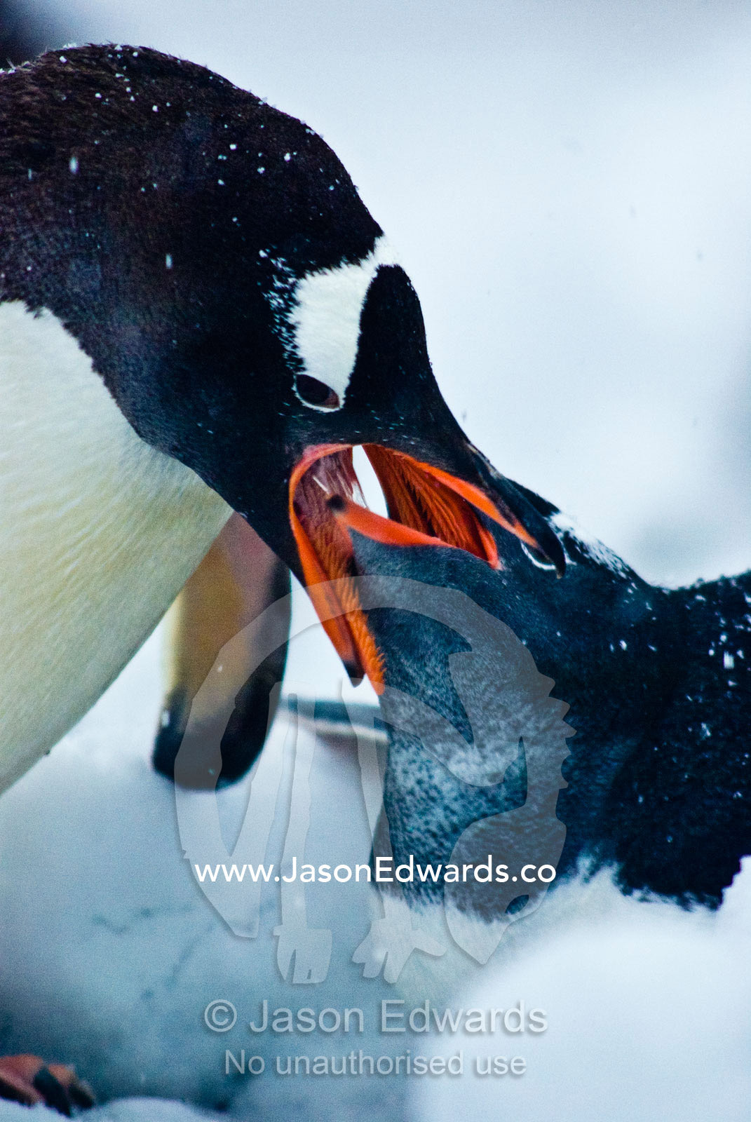 A Gentoo Penguin regurgitates krill to feed it's large hungry chick. Danco Island, Antarctic Peninsula, Antarctica.