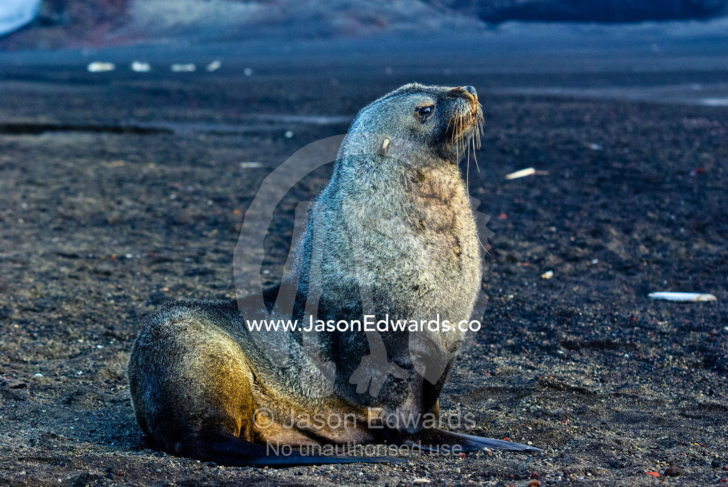 An Antarctic Fur Seal resting on a black volcanic sand beach. Hektor Whaling Station, Whalers Bay, Port Foster, Deception Island, South Shetland Islands, Antarctic Peninsula, Antarctica.