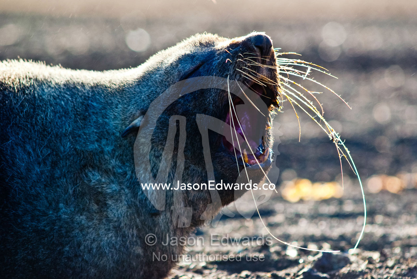 An Antarctic Fur Seal yawning on a black volcanic sand beach at dawn. Whalers Bay, Port Foster, Deception Island, South Shetland Islands, Antarctic Peninsula, Antarctica.