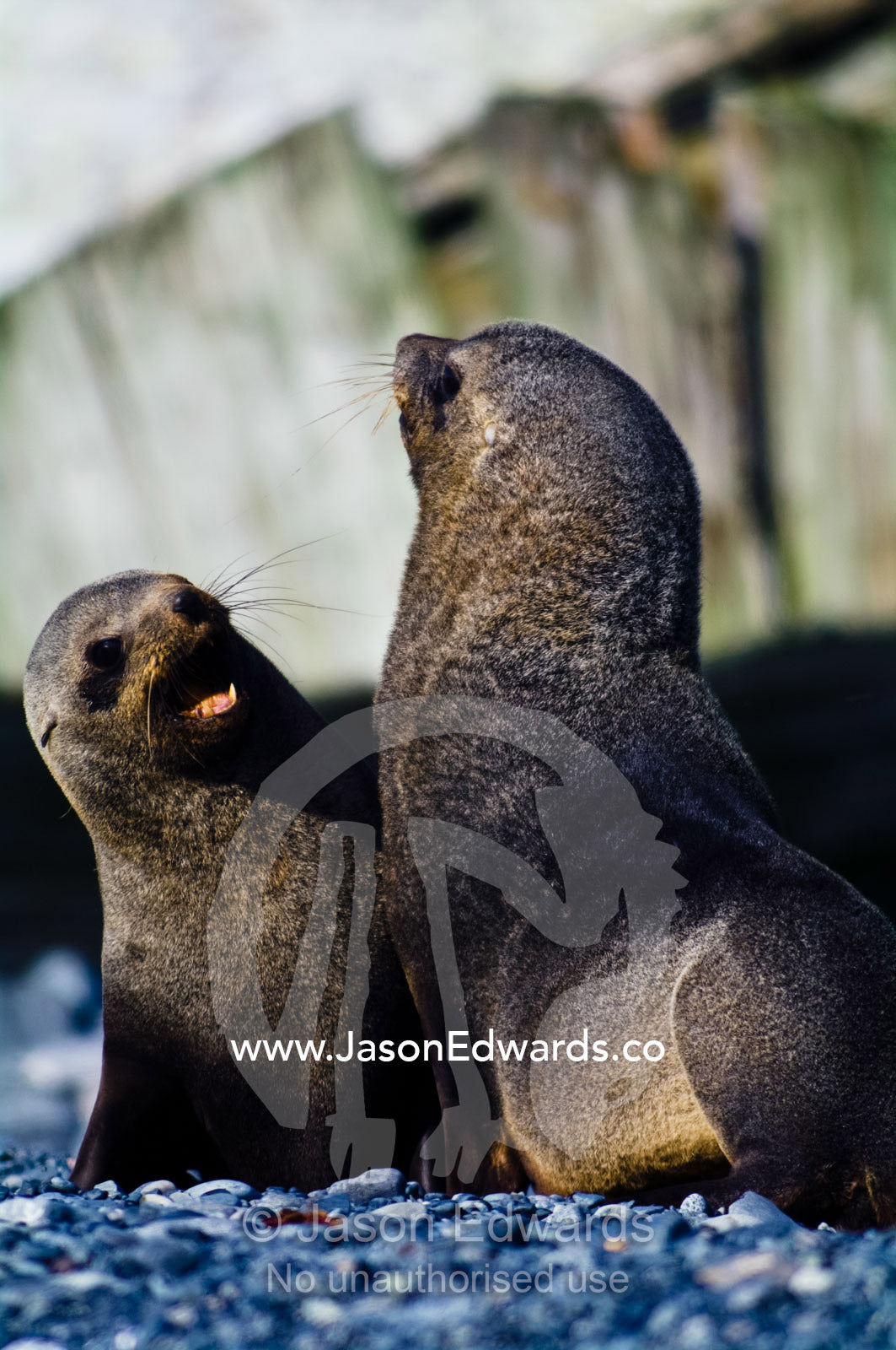 A pair of Antarctic Fur Seals territorial fighting on a gravel beach. Half Moon Island, Burgas Peninsula, Livingston Island, Errera Channel, South Shetland Islands, Antarctic Peninsula, Antarctica.