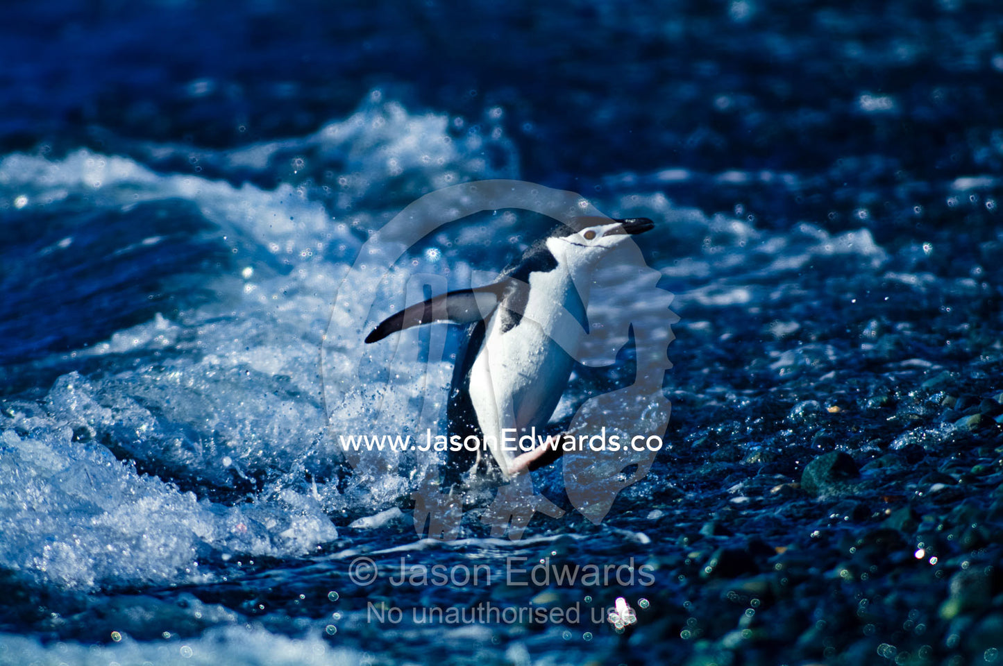 To avoid predators Chinstrap Penguins run from the surf onto a beach. Half Moon Island, Burgas Peninsula, Livingston Island, Errera Channel, South Shetland Islands, Antarctic Peninsula, Antarctica.