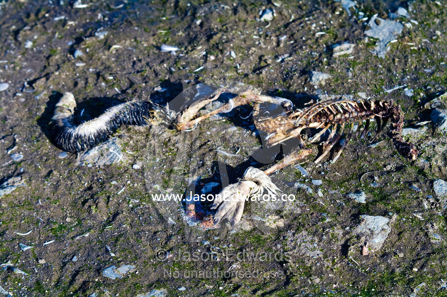 The remains of a Chinstrap Penguin eaten by Skua in a nesting colony. Half Moon Island, Burgas Peninsula, Livingston Island, Errera Channel, South Shetland Islands, Antarctic Peninsula, Antarctica.