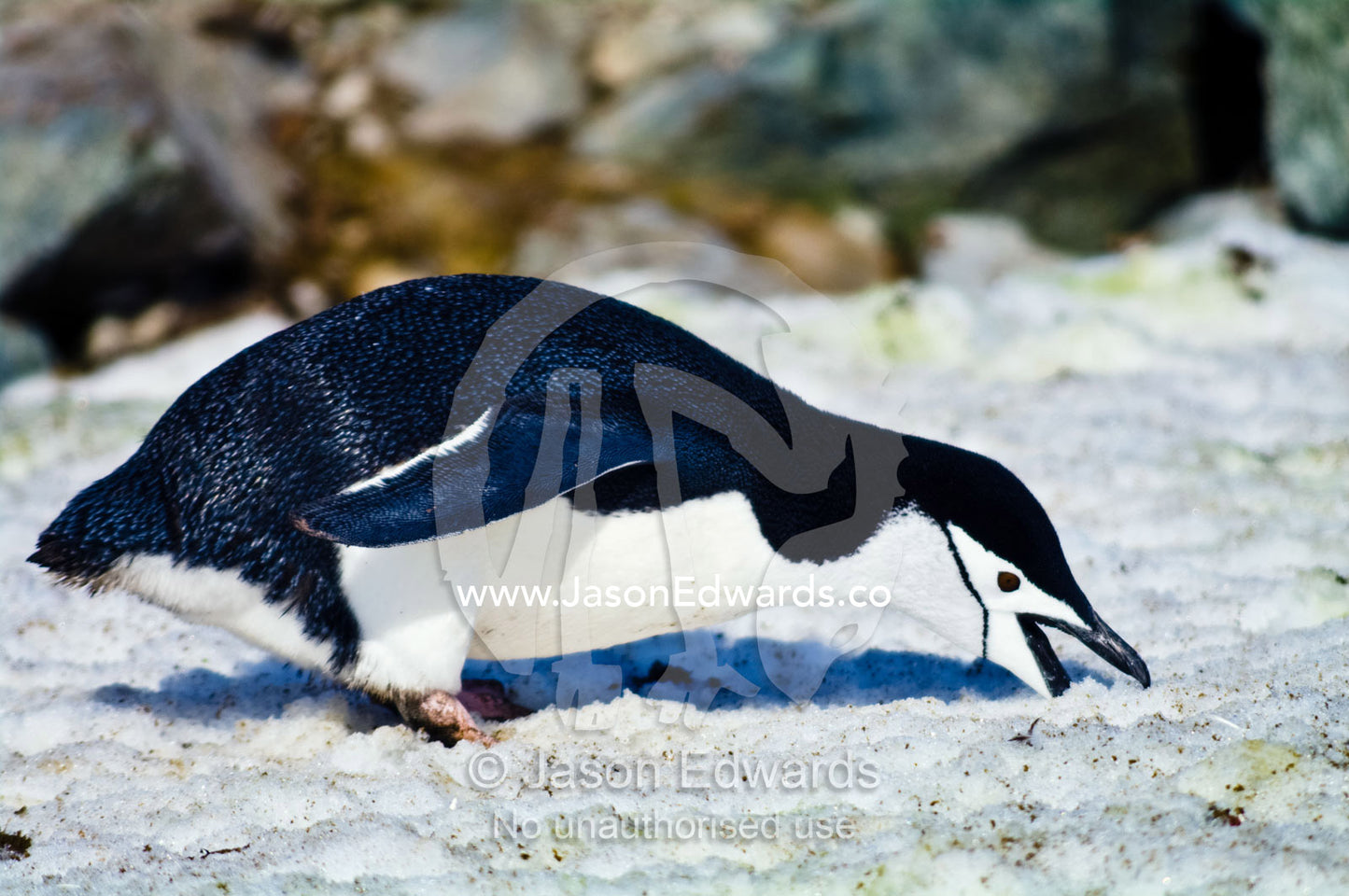 A Chinstrap Penguin obtains it's water requirements by eating snow. Half Moon Island, Burgas Peninsula, Livingston Island, Errera Channel, South Shetland Islands, Antarctic Peninsula, Antarctica.