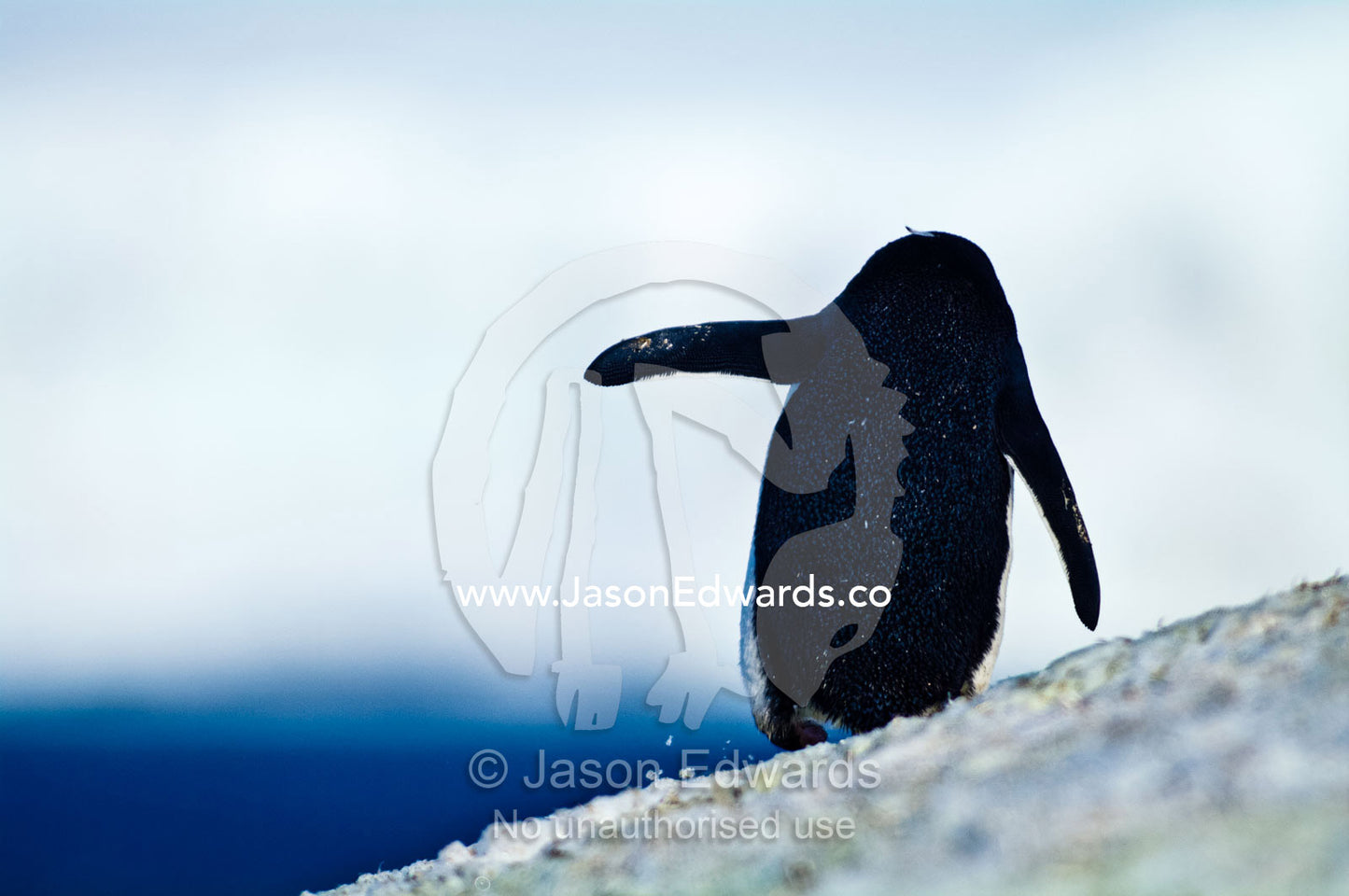 A Chinstrap Penguin waddles along the side of a steep snowy mountain. Half Moon Island, Burgas Peninsula, Livingston Island, Errera Channel, South Shetland Islands, Antarctic Peninsula, Antarctica.