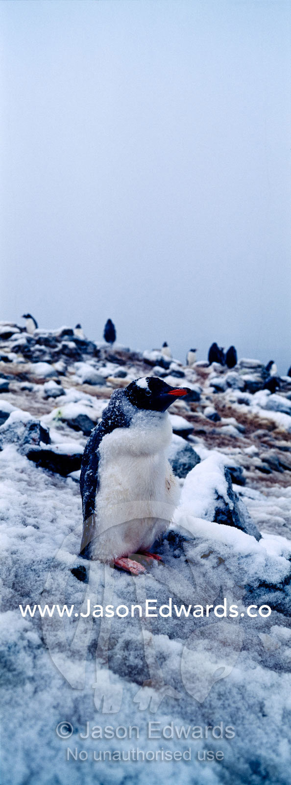 A rookery of Gentoo Penguin chicks nesting on a snowy mountaintop. Danco Island, Antarctic Peninsula, Antarctica.