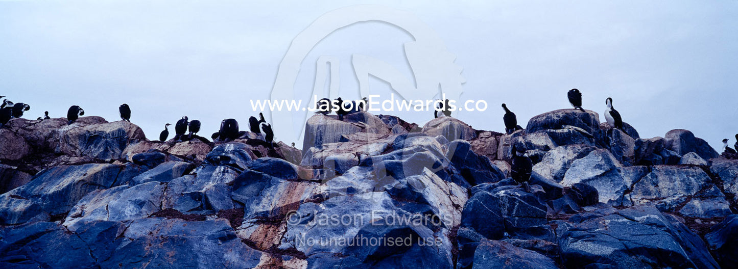 A rookery of Antarctic Shags roosting on a rocky island outcrop. Fish Islands, The Minnows, Flounder Island, Crystal Sound, Antarctic Peninsula, Antarctic Circle, Antarctica.