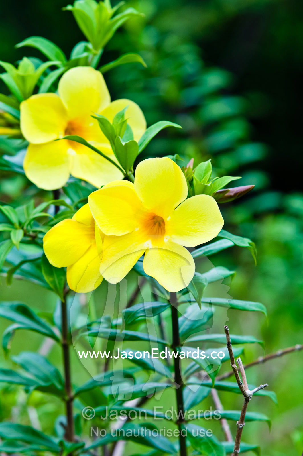 Spreading petals on tall stemmed bright yellow Allamanda flowers. Port of Refuge, Neiafu, Vava'u Island Group, Pacific Ocean, Oceania, Kingdom of Tonga.