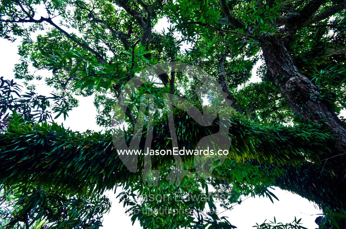 Lush moss and epiphytes hang from a tree branch on a tropical island. Port of Refuge, Neiafu, Vava'u Island Group, Pacific Ocean, Oceania, Kingdom of Tonga.