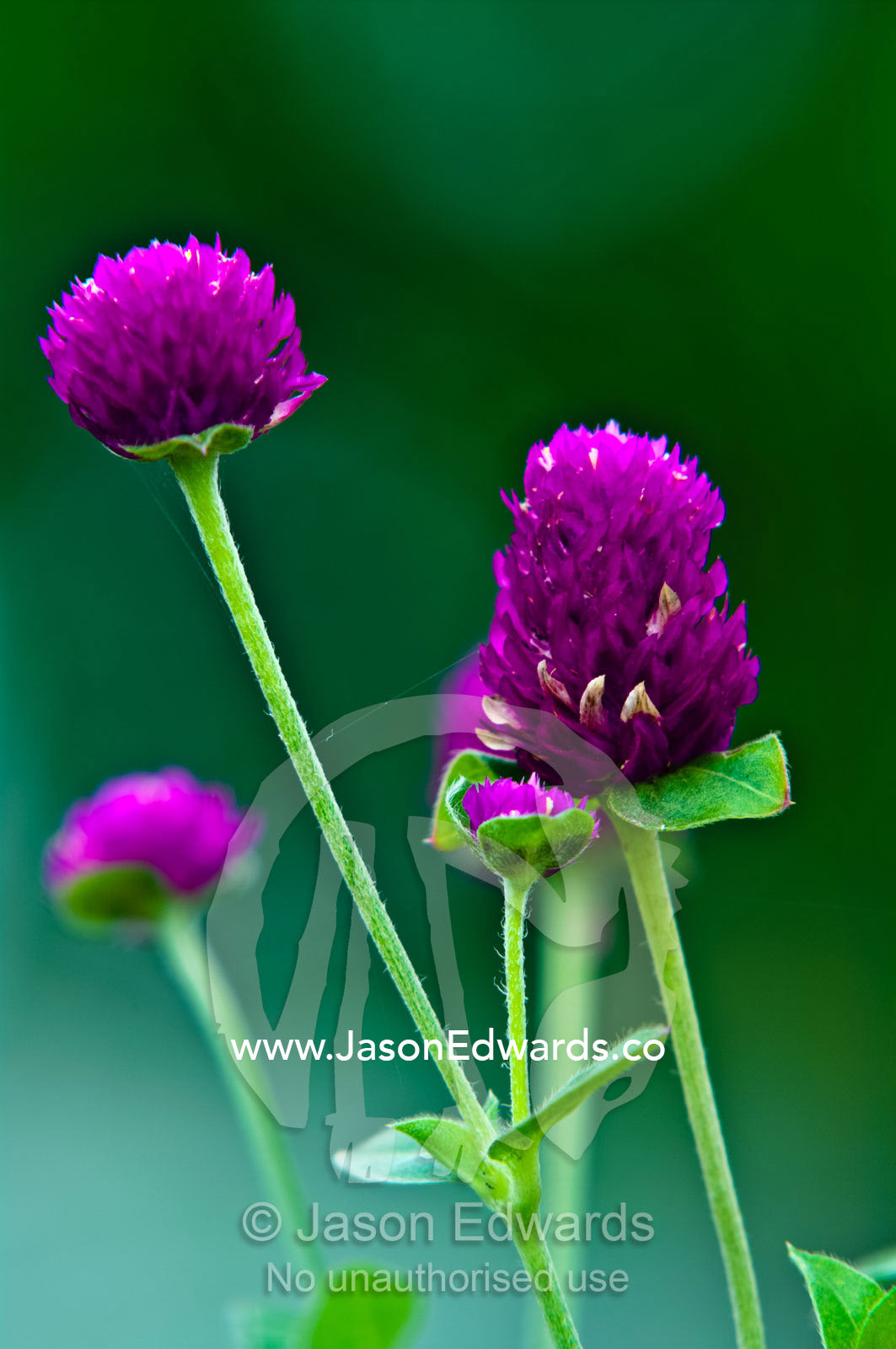 A bright purple flower bud in the garden of a Catholic church. St Josephs Cathedral Catholic Church, Port of Refuge, Neiafu, Vava'u Island Group, Pacific Ocean, Oceania, Kingdom of Tonga.