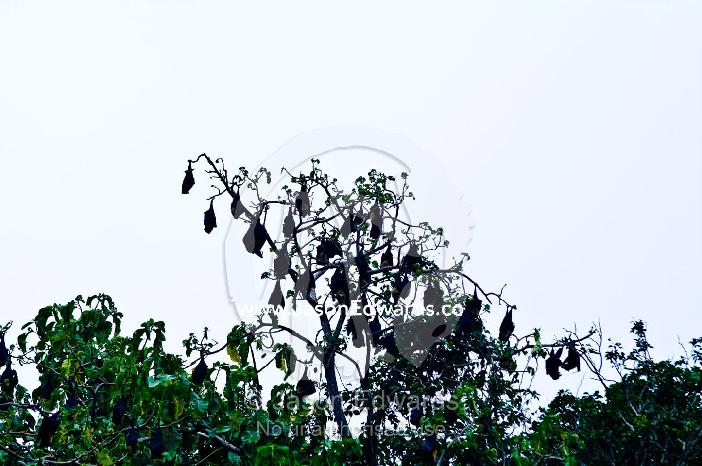 A colony of Pteropus tonganus, Tongan Fruit Bats roosting in a tree. Vava'u Island Group, Pacific Ocean, Oceania, Kingdom of Tonga.