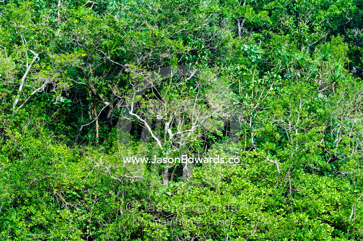 Dense, tangled tropical rainforest shrouds the surface of an island. Vava'u Island Group, Pacific Ocean, Oceania, Kingdom of Tonga.
