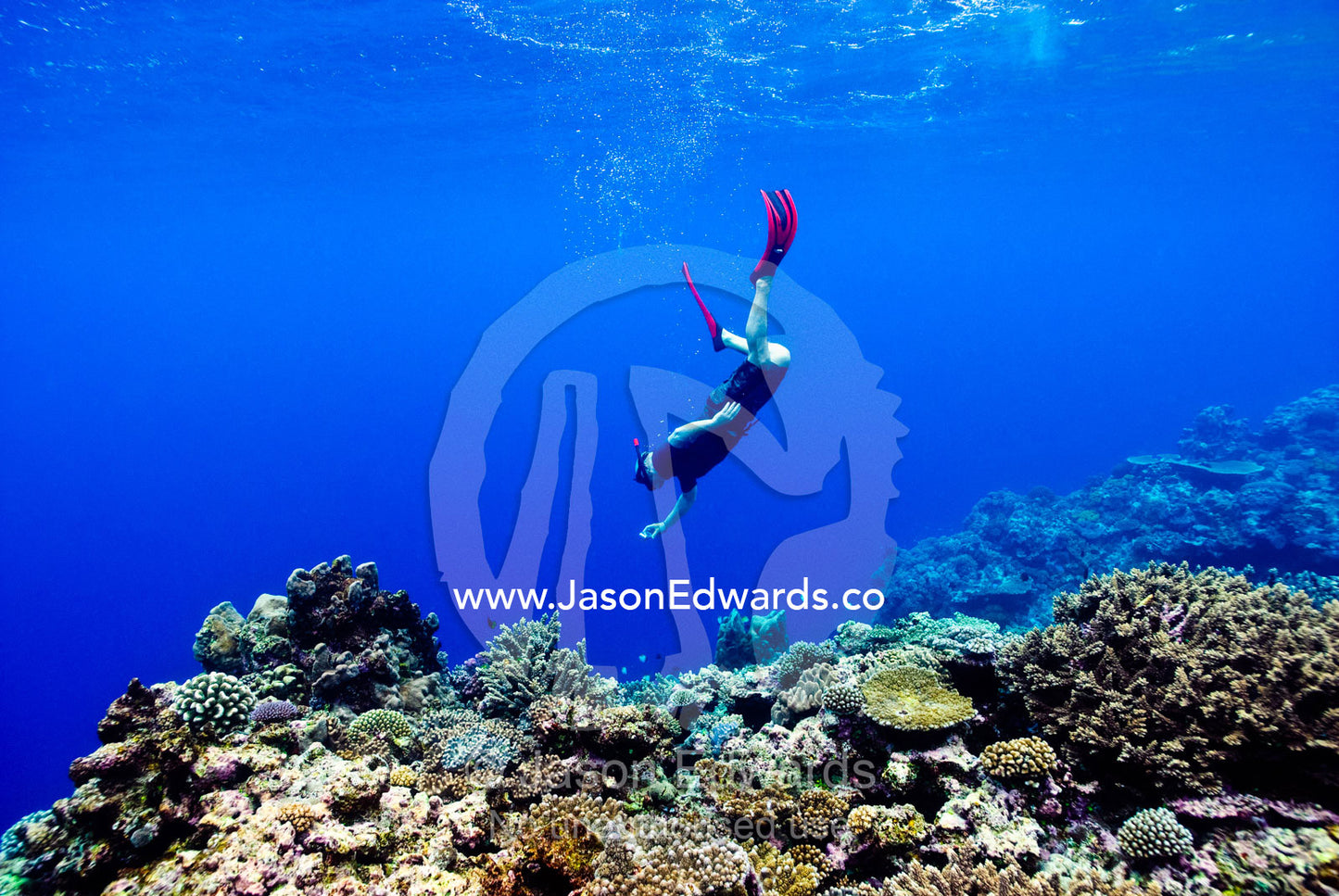 A snorkelling free diver takes an underwater photo over a coral reef. Vava'u Island Group, Pacific Ocean, Oceania, Kingdom of Tonga.