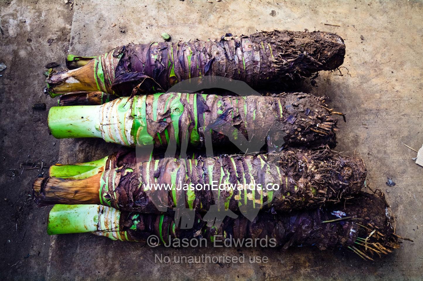 The root balls of taro waiting to be planted for sale in a market. Utukalongalu Market, Port of Refuge, Neiafu, Vava'u Island Group, Pacific Ocean, Oceania, Kingdom of Tonga.