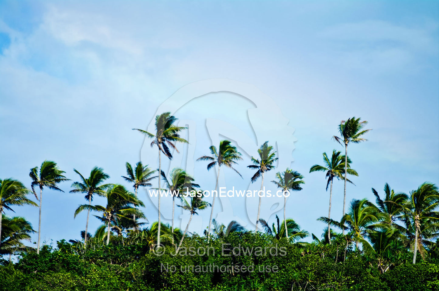 Palm trees rise above a forest canopy on a lush green tropical island. Vava'u Island Group, Pacific Ocean, Oceania, Kingdom of Tonga.
