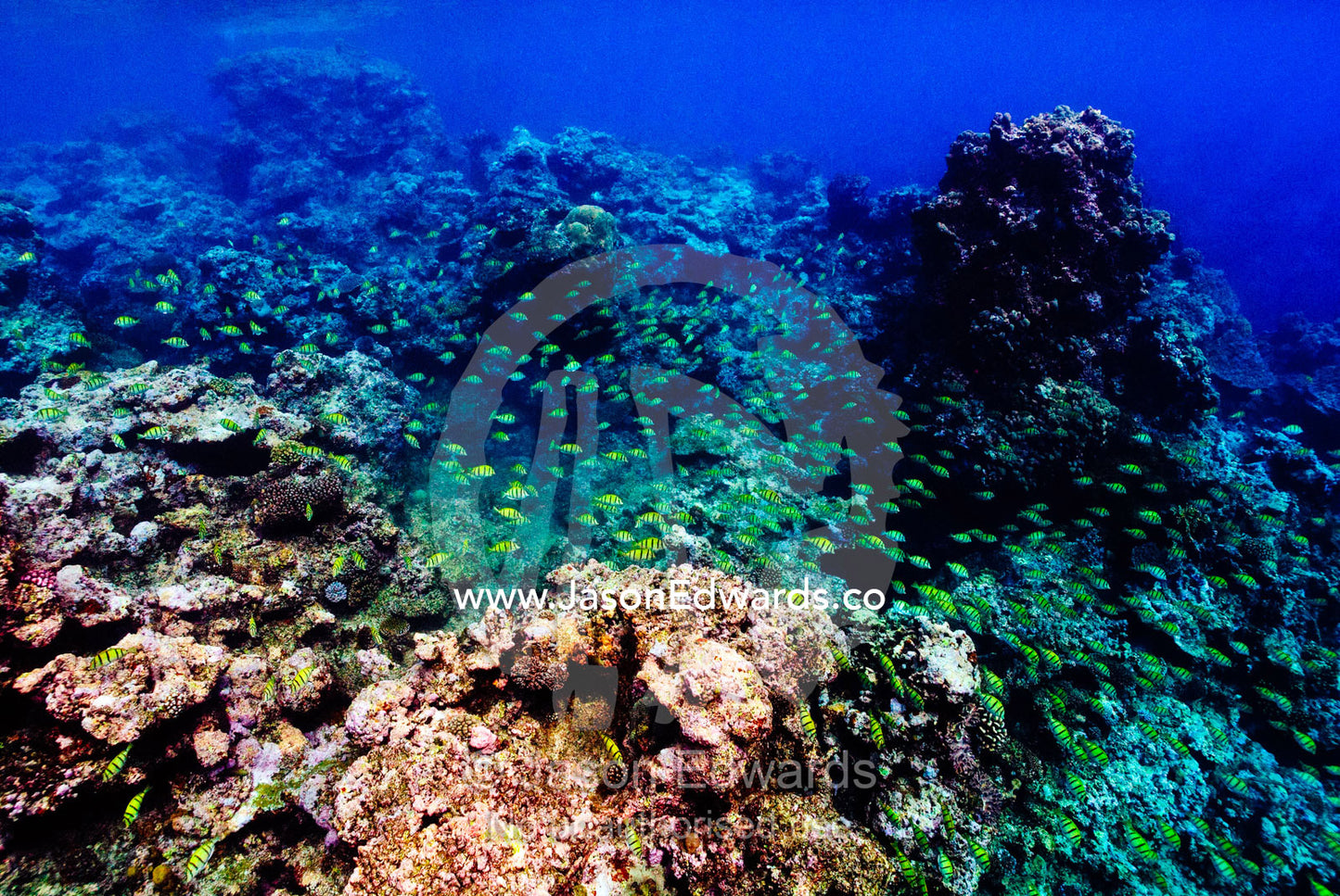 A large shoal of yellow and black reef fish emerges from a coral reef. Vava'u Island Group, Pacific Ocean, Oceania, Kingdom of Tonga.