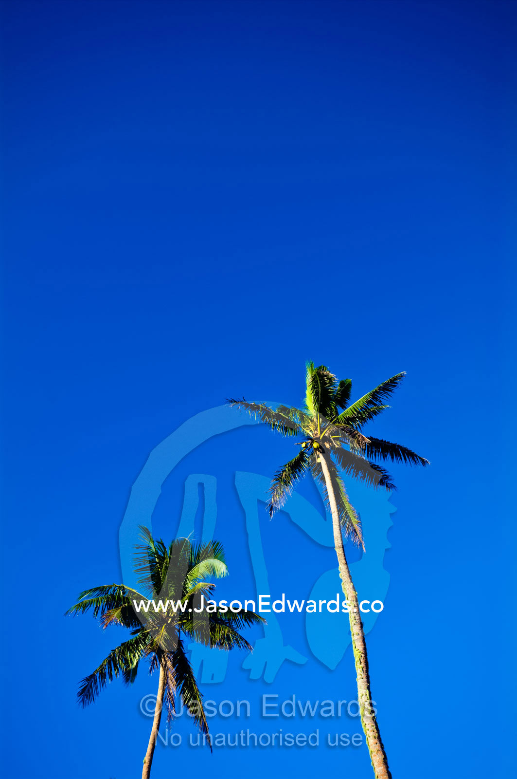 Tall coconut palm tree fronds rise into a clear blue tropical sky. Neiafu Airport, Port of Refuge, Neiafu, Vava'u Island Group, Pacific Ocean, Oceania, Kingdom of Tonga.