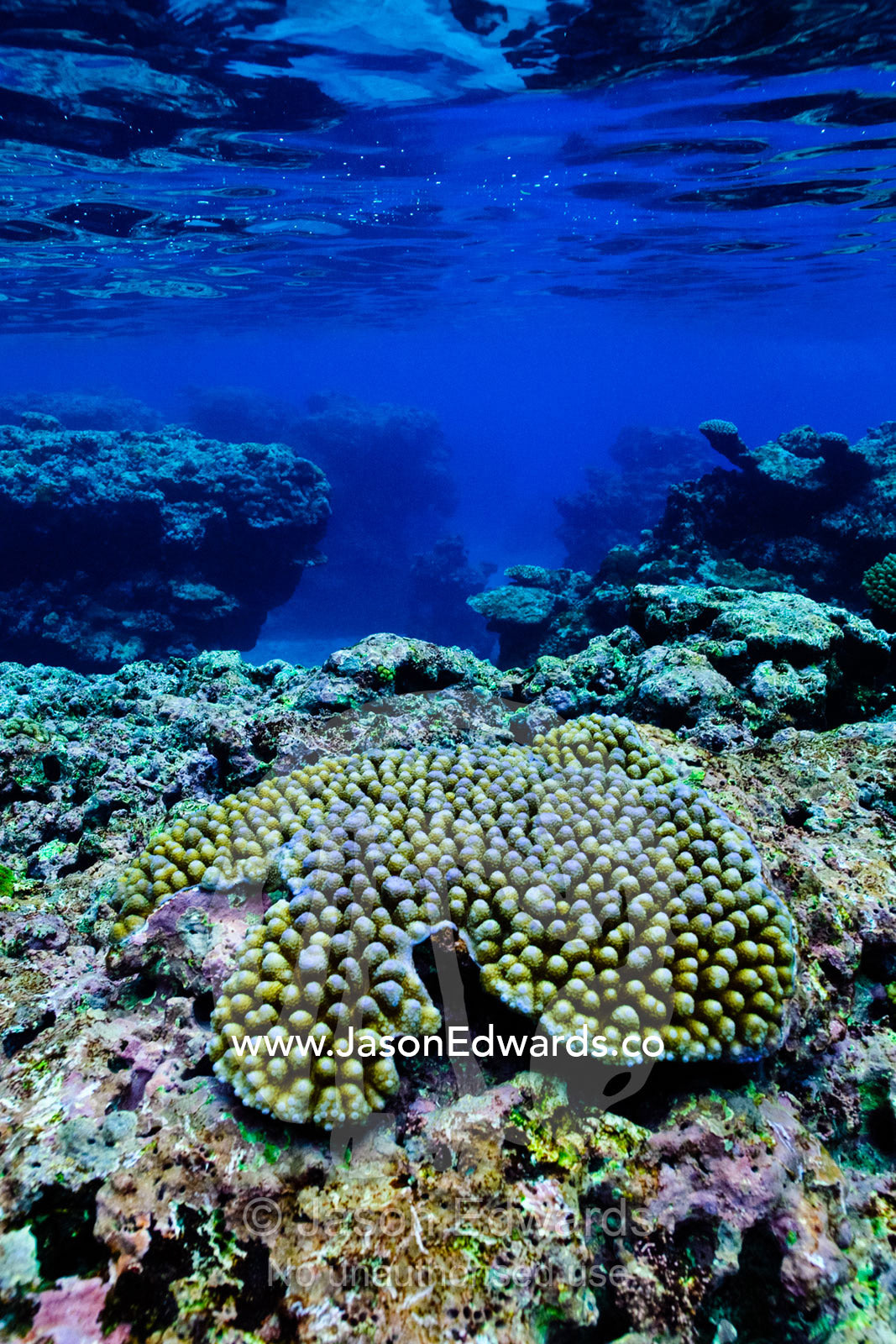Warm, shallow seas over the jagged surface of a tropical coral reef. Vava'u Island Group, Pacific Ocean, Oceania, Kingdom of Tonga.