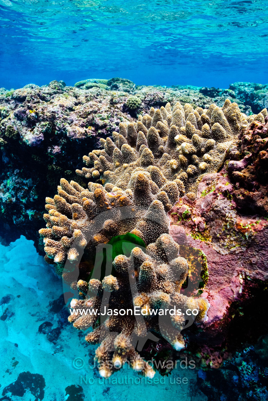 Warm, shallow seas over the jagged surface of a tropical coral reef. Vava'u Island Group, Pacific Ocean, Oceania, Kingdom of Tonga.
