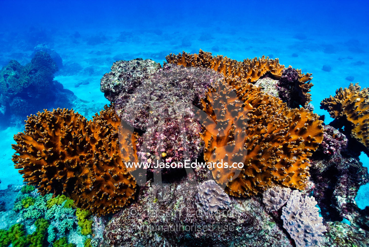 A bright orange coral encrusting the surface of a tropical coral reef. Vava'u Island Group, Pacific Ocean, Oceania, Kingdom of Tonga.
