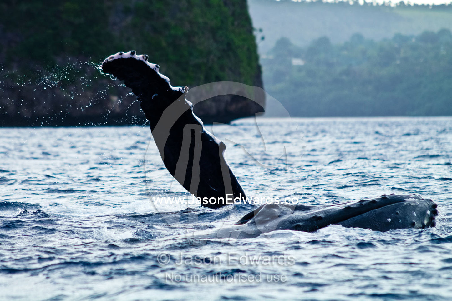 Two male Southern Humpback Whales jostle for position near a female, during mating season. Vava'u Island Group, Pacific Ocean, Oceania, Kingdom of Tonga.