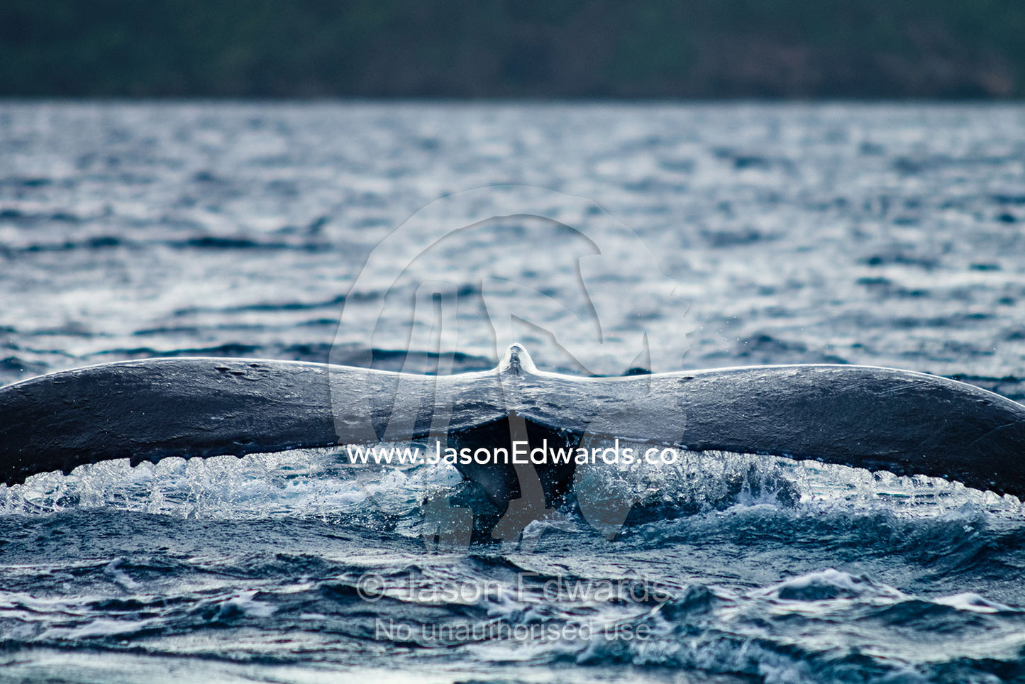 Water pours from the tail flukes of a Southern Humpback Whale diving, during mating season. Vava'u Island Group, Pacific Ocean, Oceania, Kingdom of Tonga.