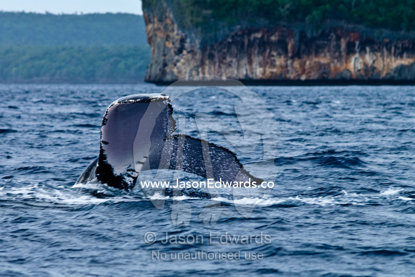 Water pours from the tail flukes of a Southern Humpback Whale diving, during mating season. Vava'u Island Group, Pacific Ocean, Oceania, Kingdom of Tonga.