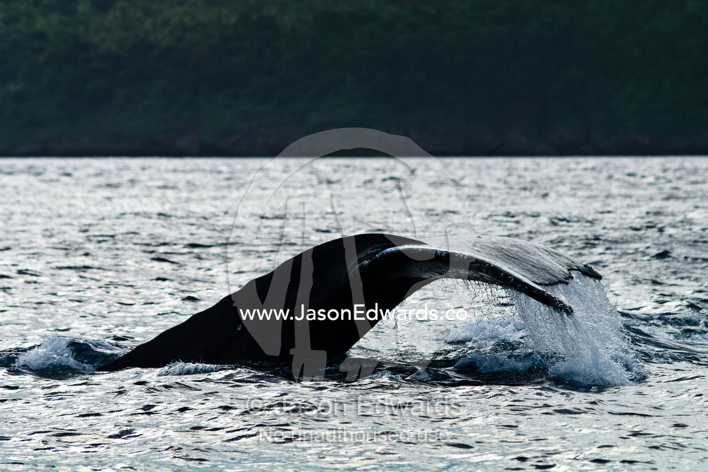 Water pours from the tail flukes of a Southern Humpback Whale diving, during mating season. Vava'u Island Group, Pacific Ocean, Oceania, Kingdom of Tonga.