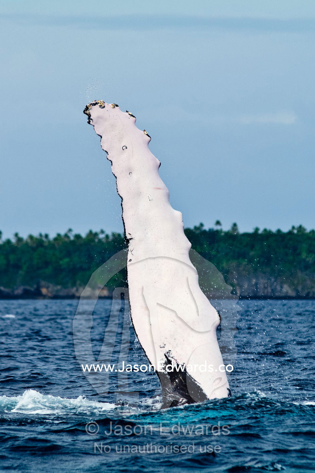 A Southern Humpback Whale raises its huge white flipper into the sky, during mating season. Vava'u Island Group, Pacific Ocean, Oceania, Kingdom of Tonga.