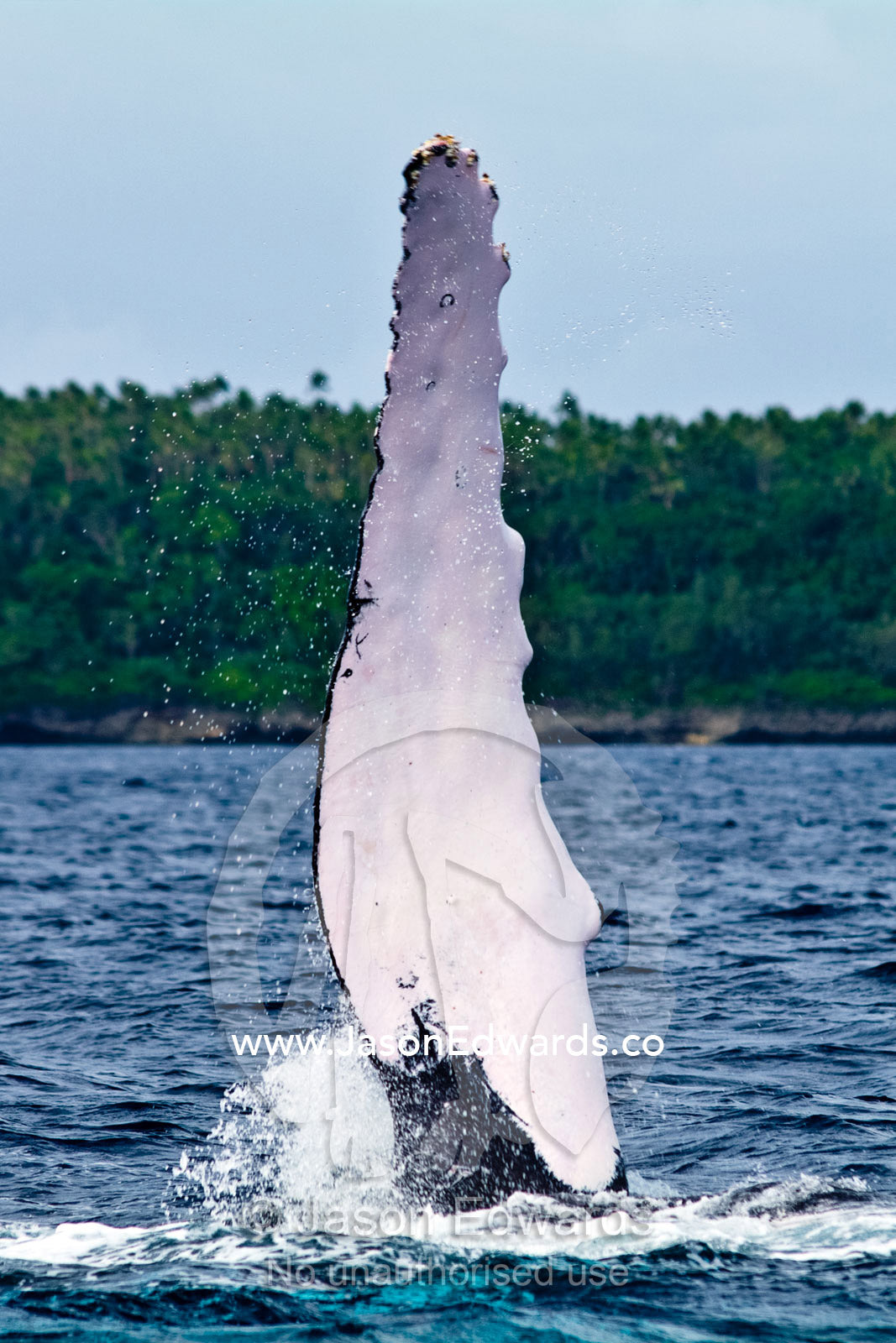 A Southern Humpback Whale raises its huge white flipper into the sky, during mating season. Vava'u Island Group, Pacific Ocean, Oceania, Kingdom of Tonga.