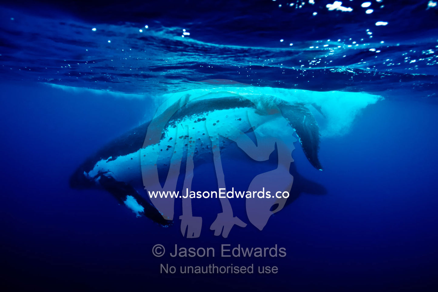 Male Humpback Whales slap their tail flukes as a sign of strength, during mating season. Vava'u Island Group, Pacific Ocean, Oceania, Kingdom of Tonga.