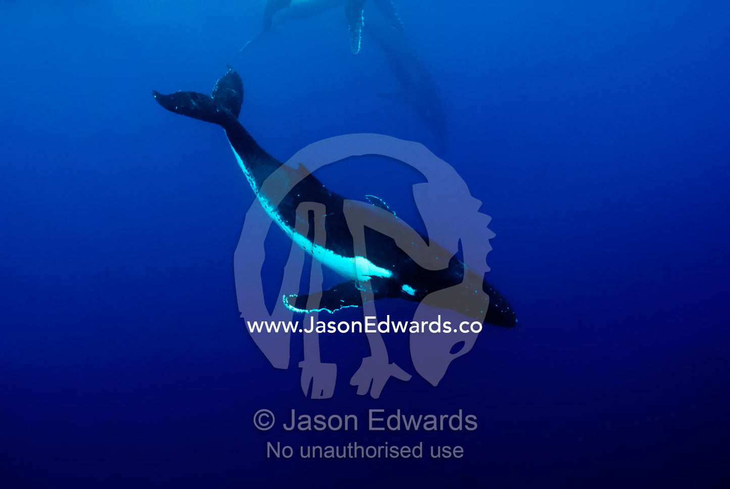 A female Humpback Whale eludes courting males during a Heat Run. Vava'u Island Group, Pacific Ocean, Oceania, Kingdom of Tonga.