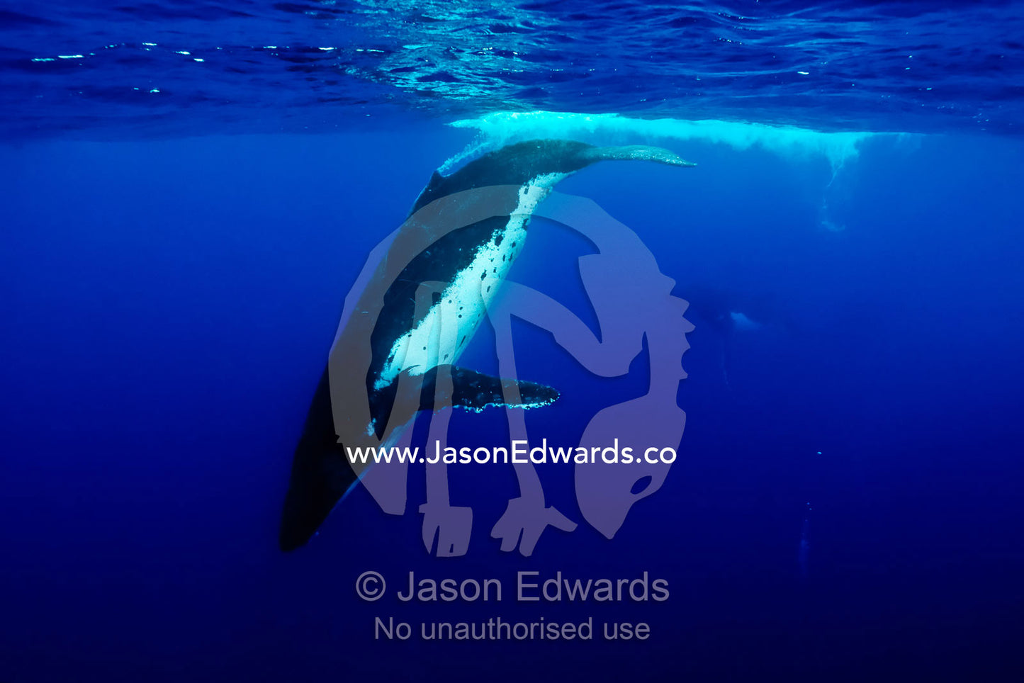 A Southern Humpback Whale dives below the ocean surface in a Heat Run. Vava'u Island Group, Pacific Ocean, Oceania, Kingdom of Tonga.