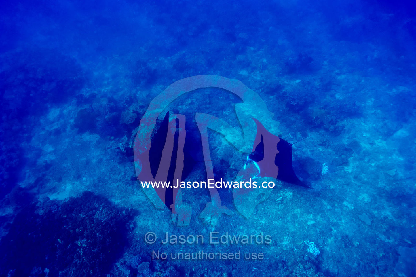 A pair of Manta Ray glide over the sea floor of a tropical ocean. Rabi Island, Somosomo Strait, Pacific Ocean, Fiji Islands.