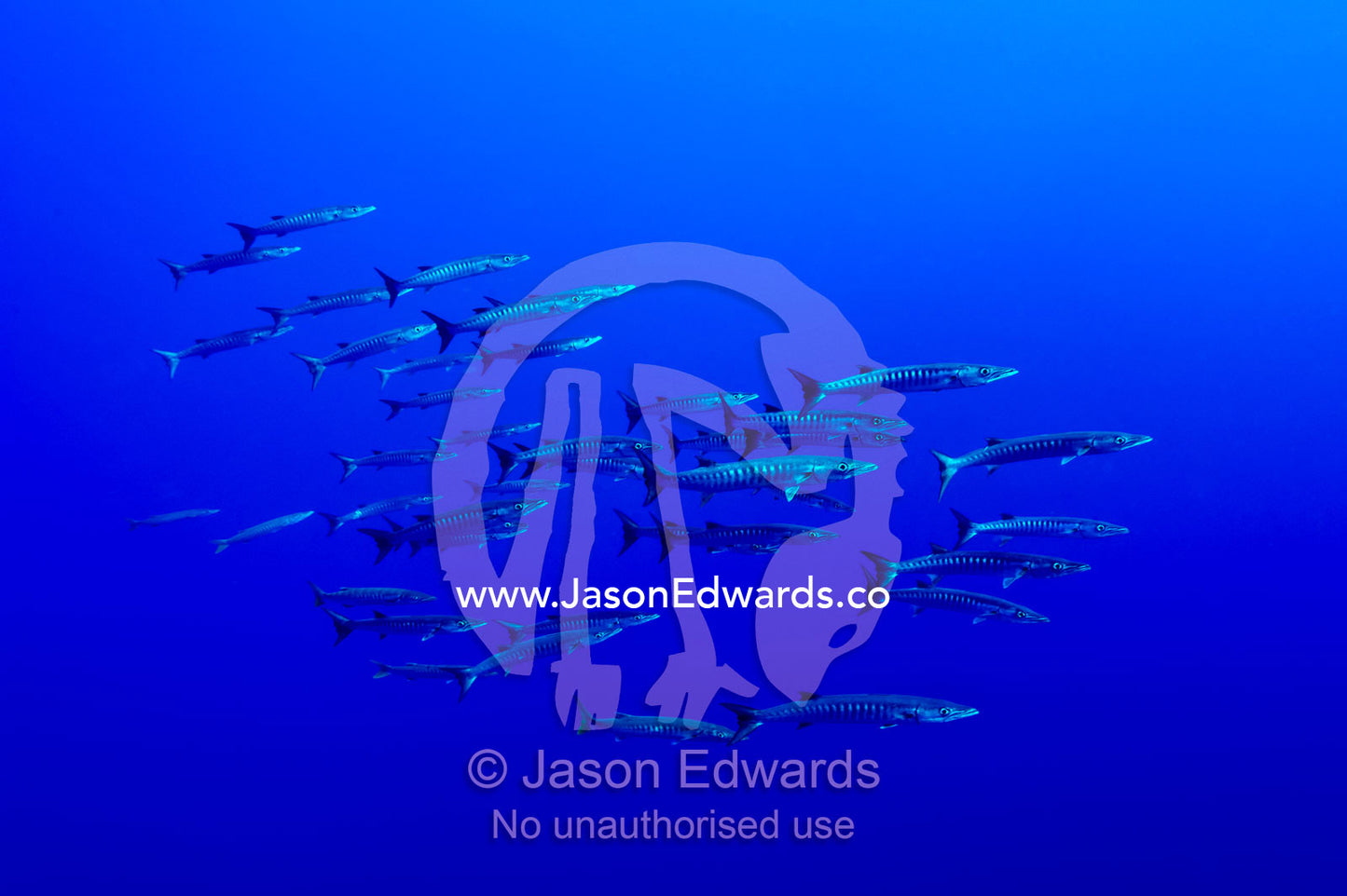A shoal of predatory Barracuda move in unison along a deep sea wall. Kokod Point, Ringgold Isles Archipelago, Pacific Ocean, Fiji Islands.