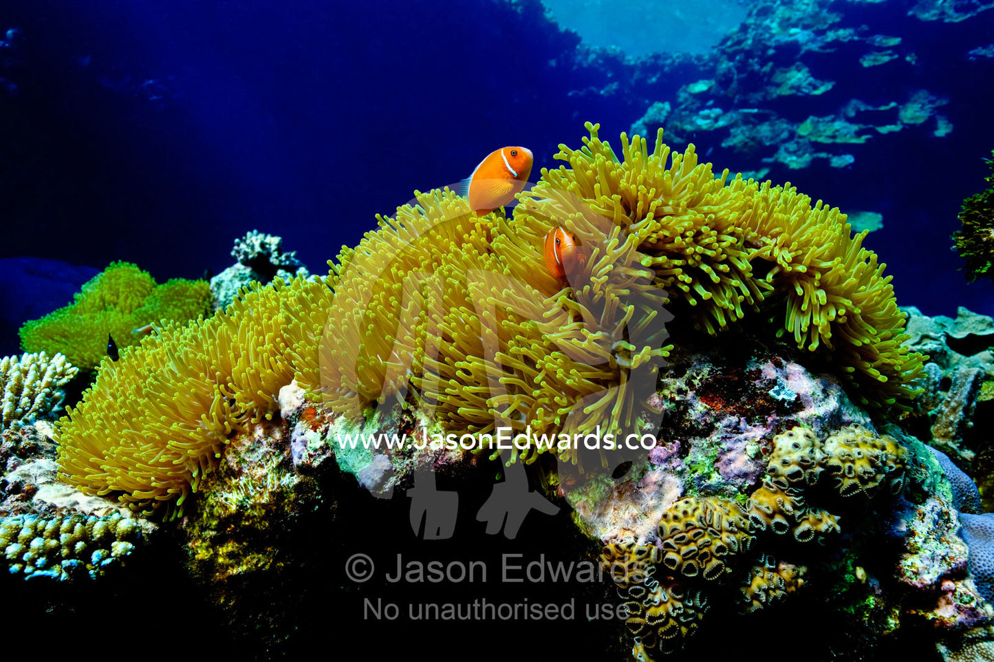 A pair of Pink Anemonefish nestles among sea anemone tentacles. Kokod Point, Ringgold Atolls, Pacific Ocean, Fiji Islands.