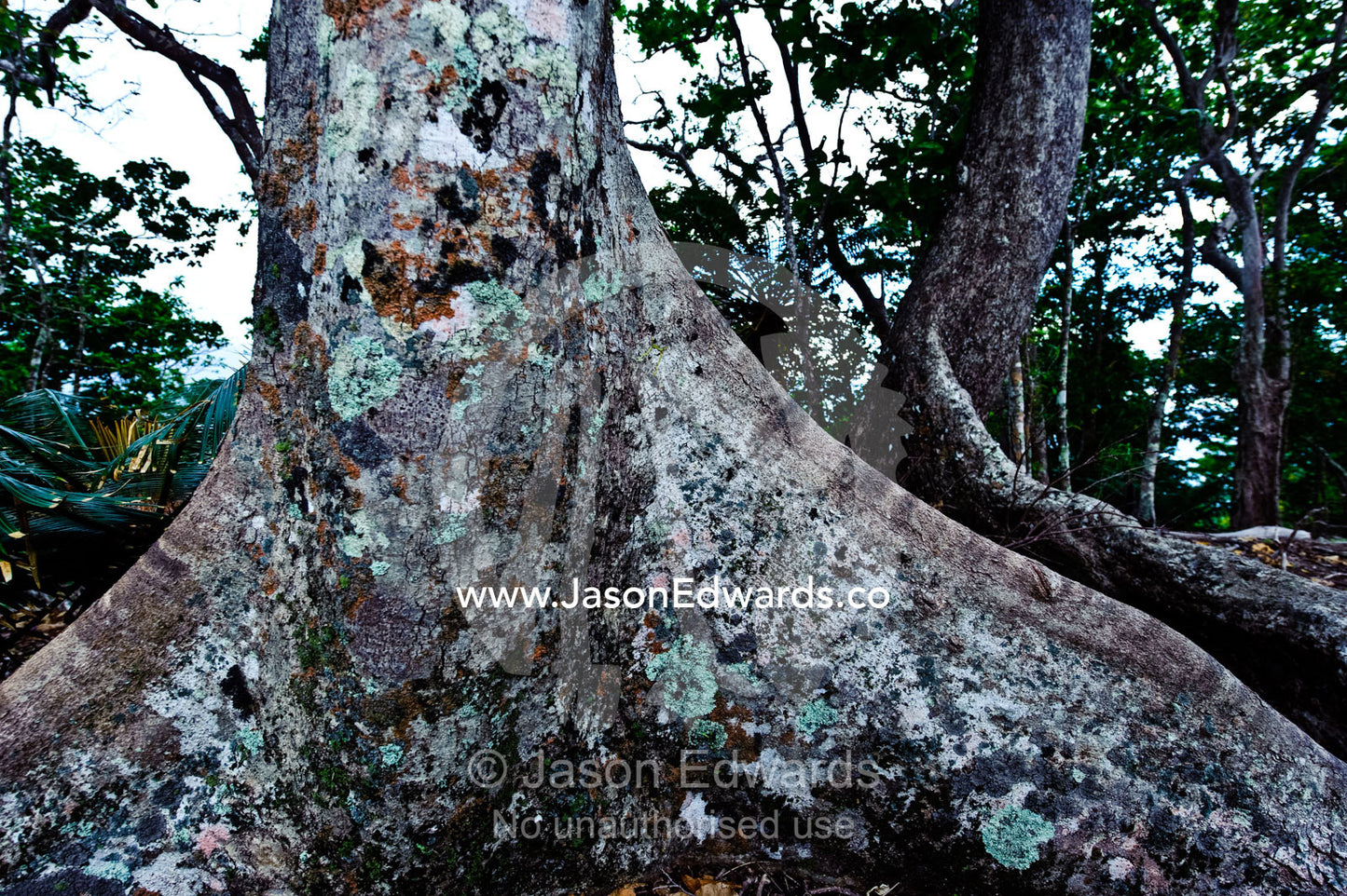 An enormous buttress root supports a tree in shallow rainforest soil. Cobia Crater, Cobia Island, Ringgold Atolls, Pacific Ocean, Fiji Islands.