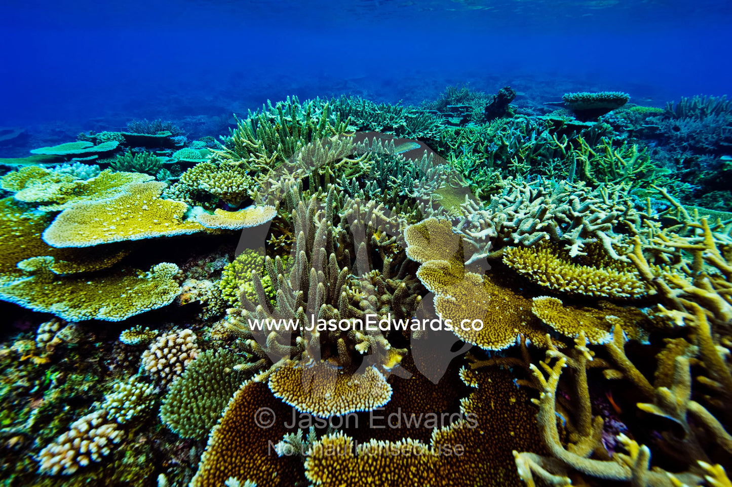 A pristine tropical reef filled with Staghorn and Plate corals. Cobia Island, Ringgold Atolls, Pacific Ocean, Fiji Islands.
