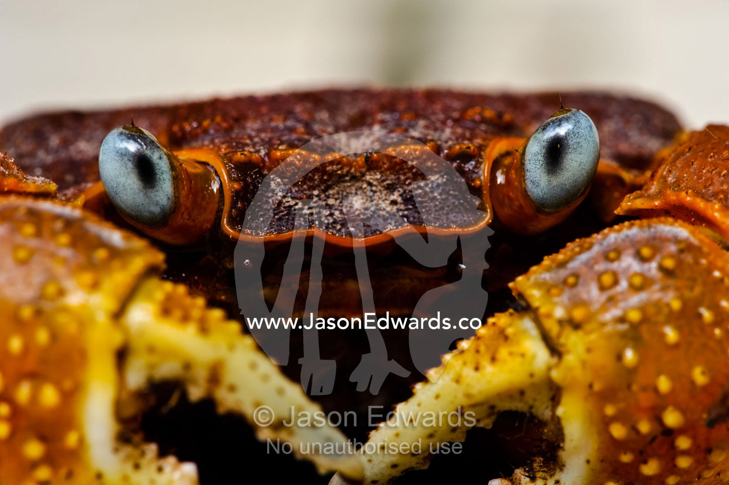 The enormous claws and telescopic eyes of a Golden Tree Crab. Taveuni Island, Pacific Ocean, Fiji Islands.