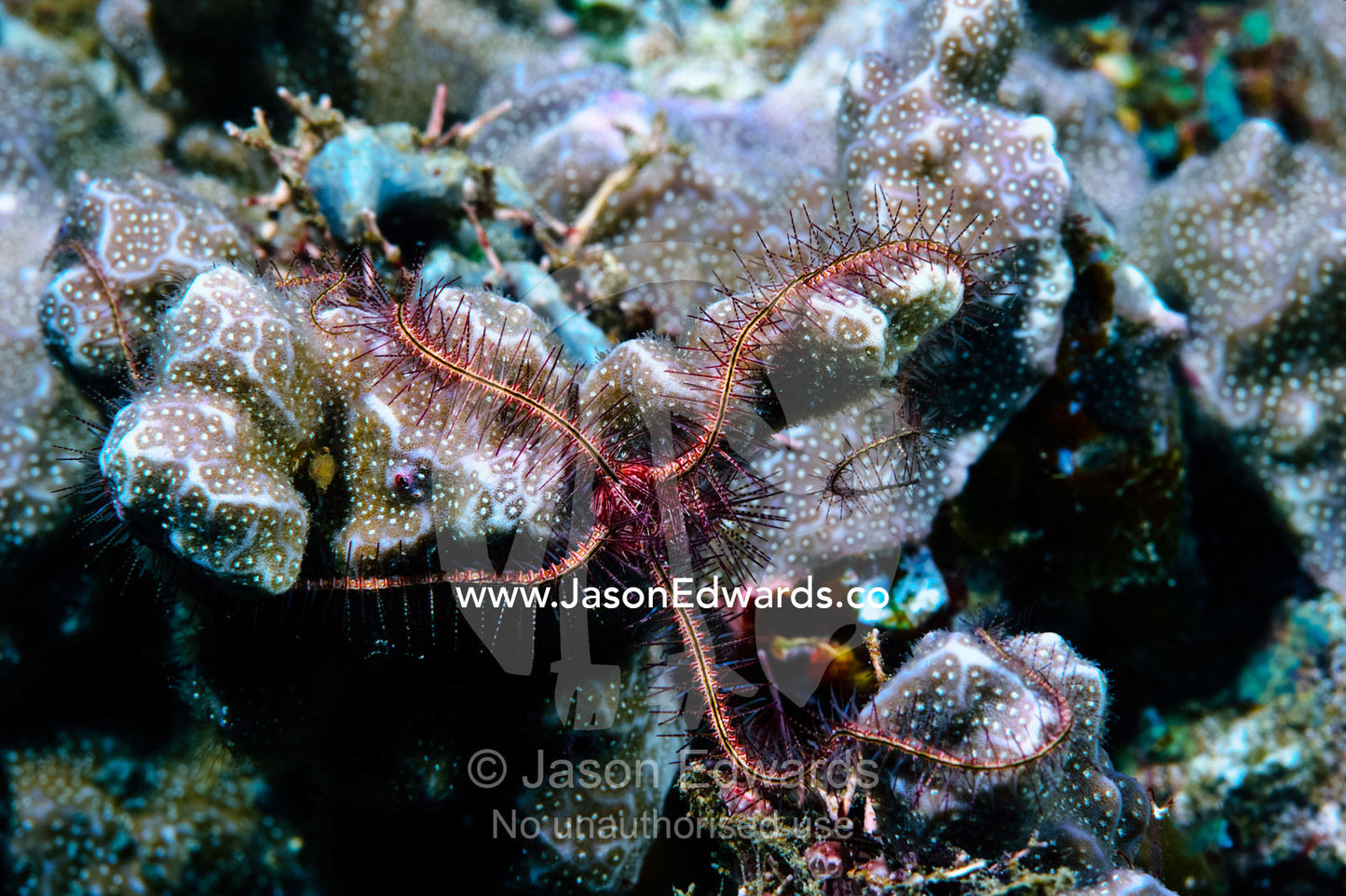 A pink and red Brittle Star walking across coral on a tropical reef. Home Reef, Taveuni Island, Somosomo Strait, Pacific Ocean, Fiji Islands.
