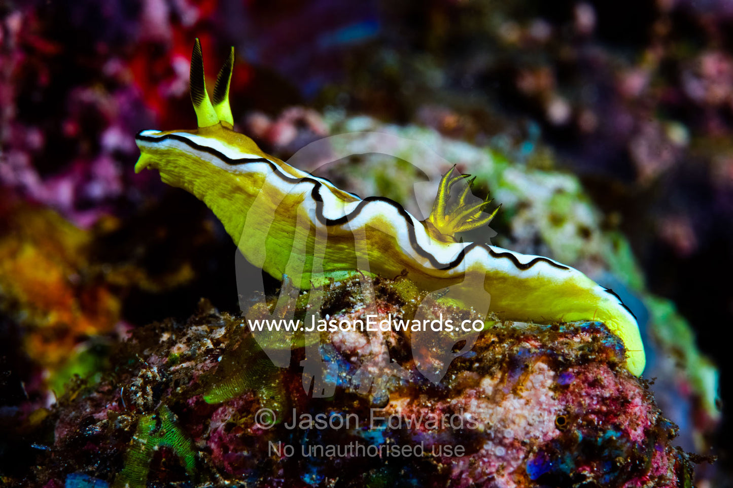 A bright yellow nudibranch crawls across a colorful coral reef. Home Reef, Taveuni Island, Somosomo Strait, Pacific Ocean, Fiji Islands.