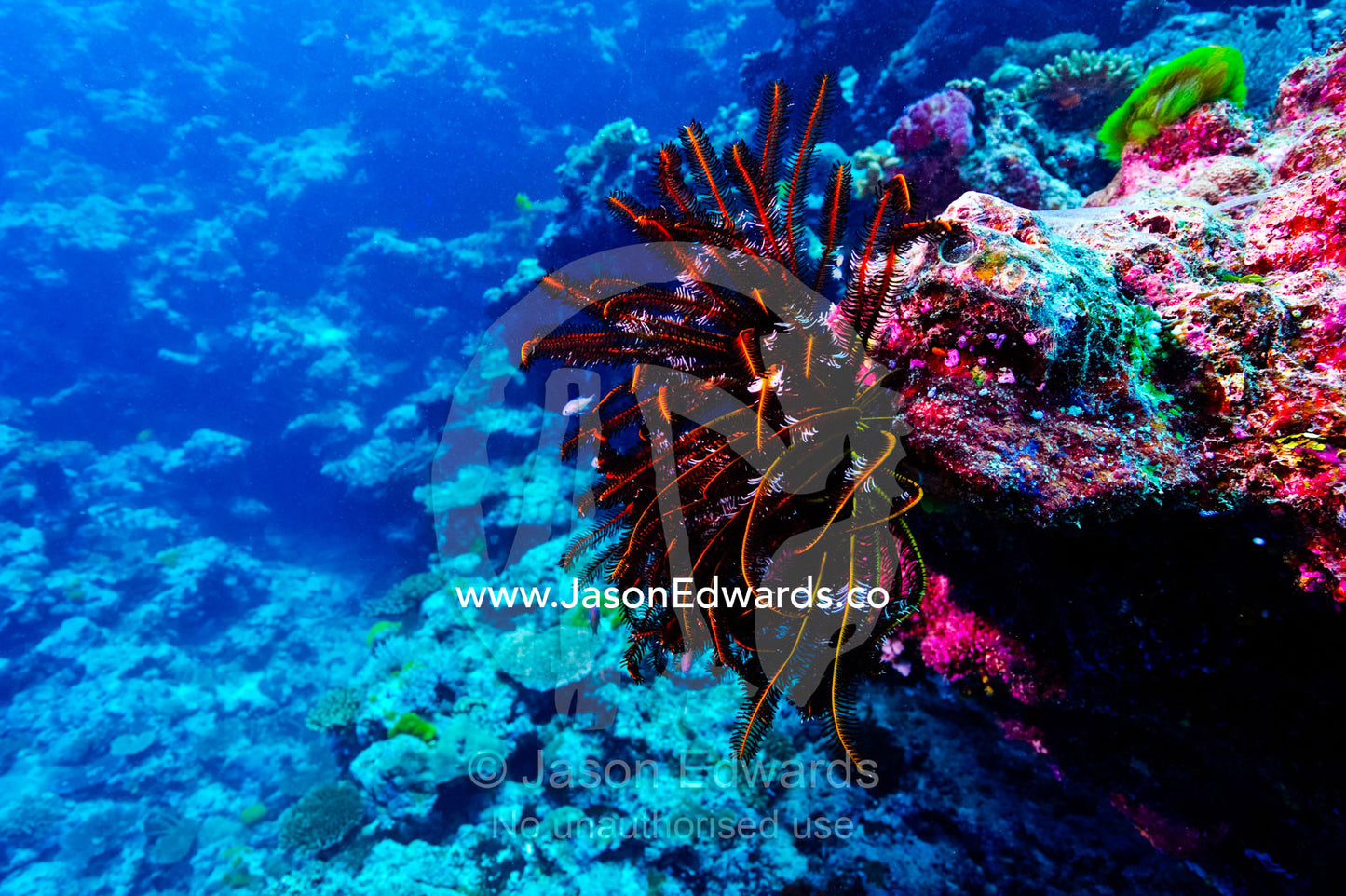 A bright red Feather star, Comasteridae, perched on a tropical reef. Vuna Reef, Taveuni Island, Somosomo Strait, Pacific Ocean, Fiji Islands.