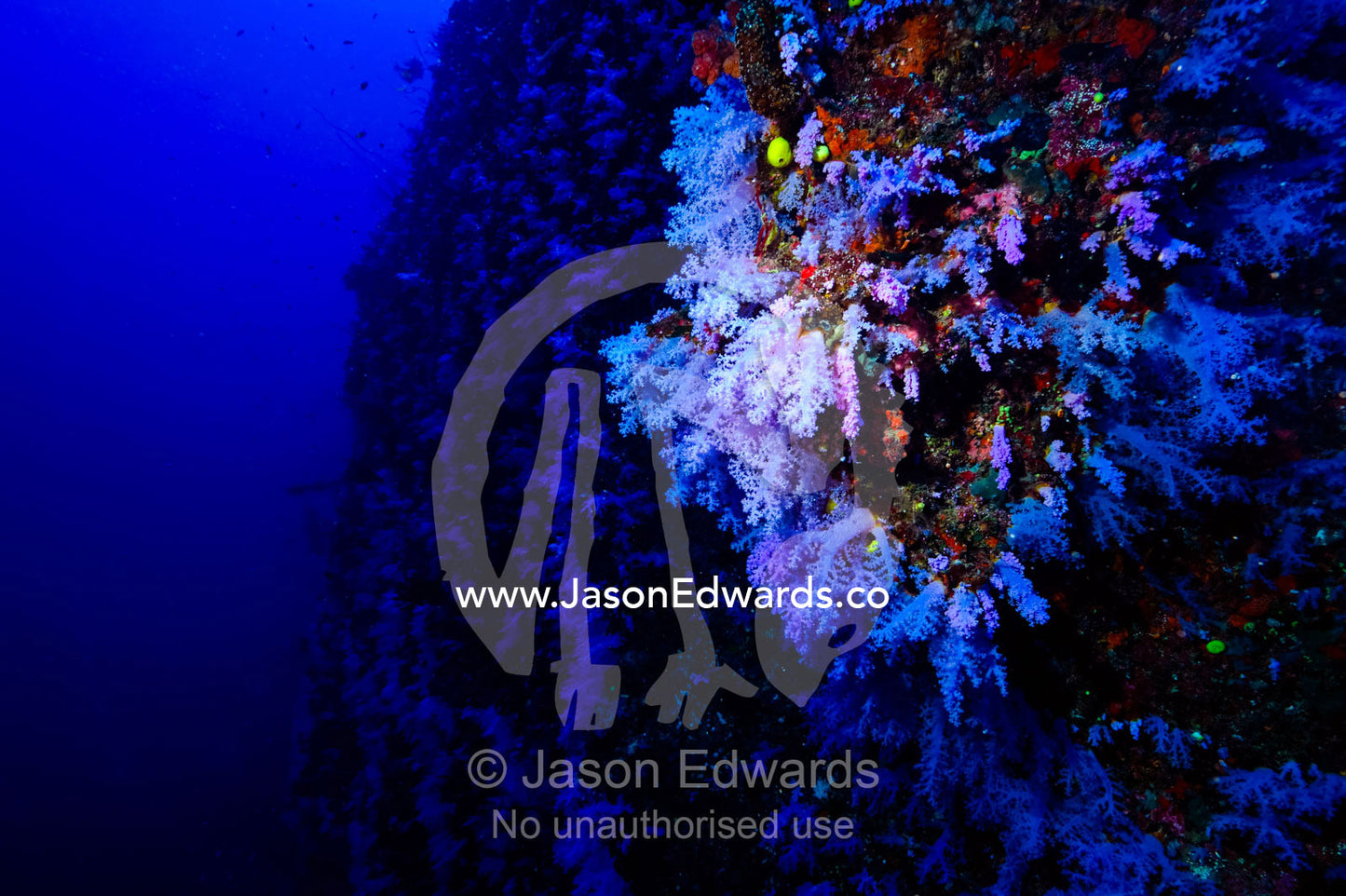 Lavender soft Tree Coral polyps feeding on a deep reef wall. Great White Wall, Rainbow Reef, Taveuni Island, Somosomo Strait, Pacific Ocean, Fiji Islands.