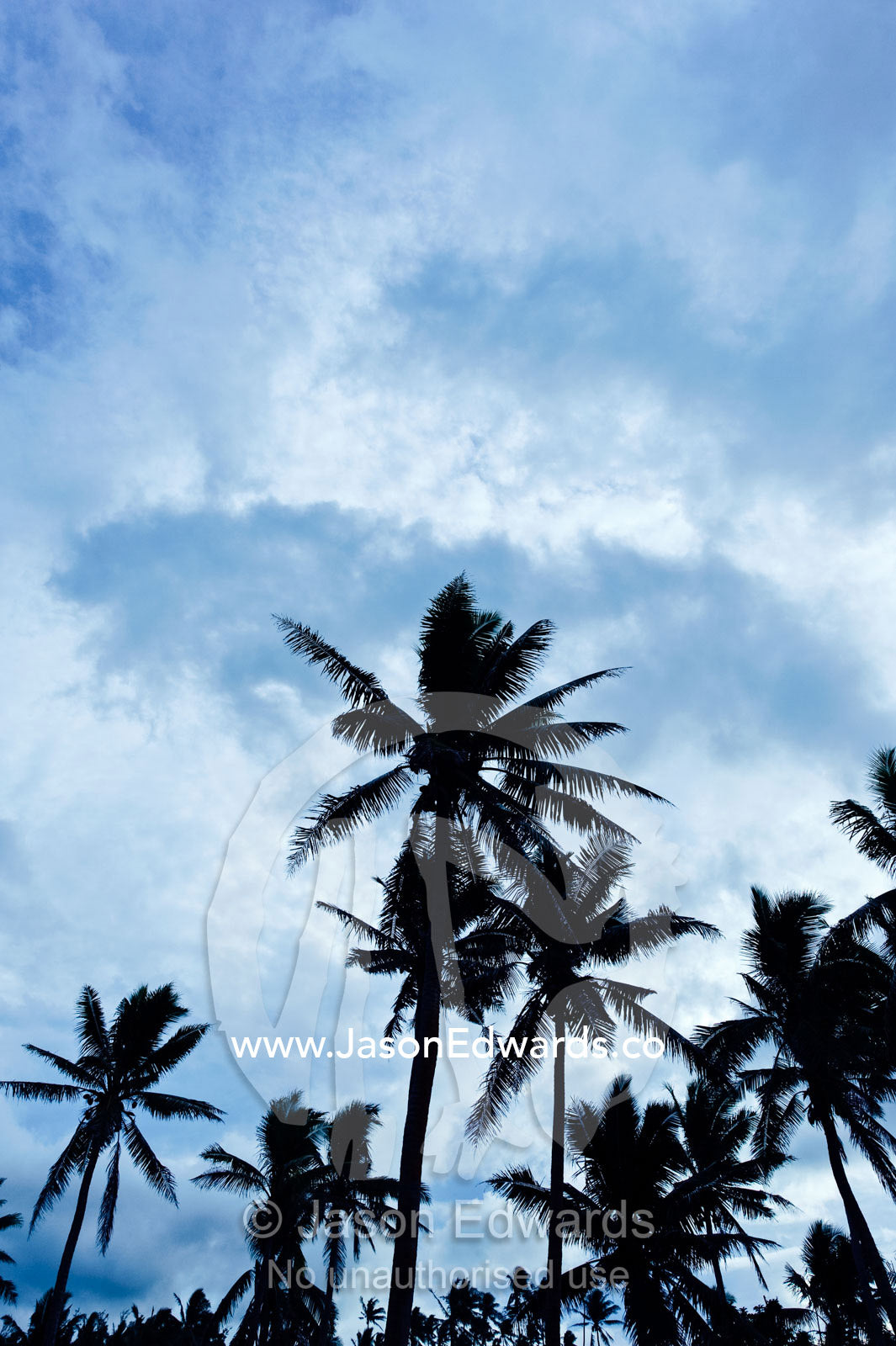 A palm tree silhouette against darkening tropical storm clouds. Taveuni Island, Pacific Ocean, Fiji Islands.