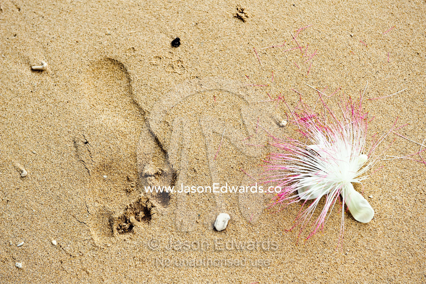 A footprint in the sand next to a flower from the Sea Poison Tree. Taveuni Island, Pacific Ocean, Fiji Islands.