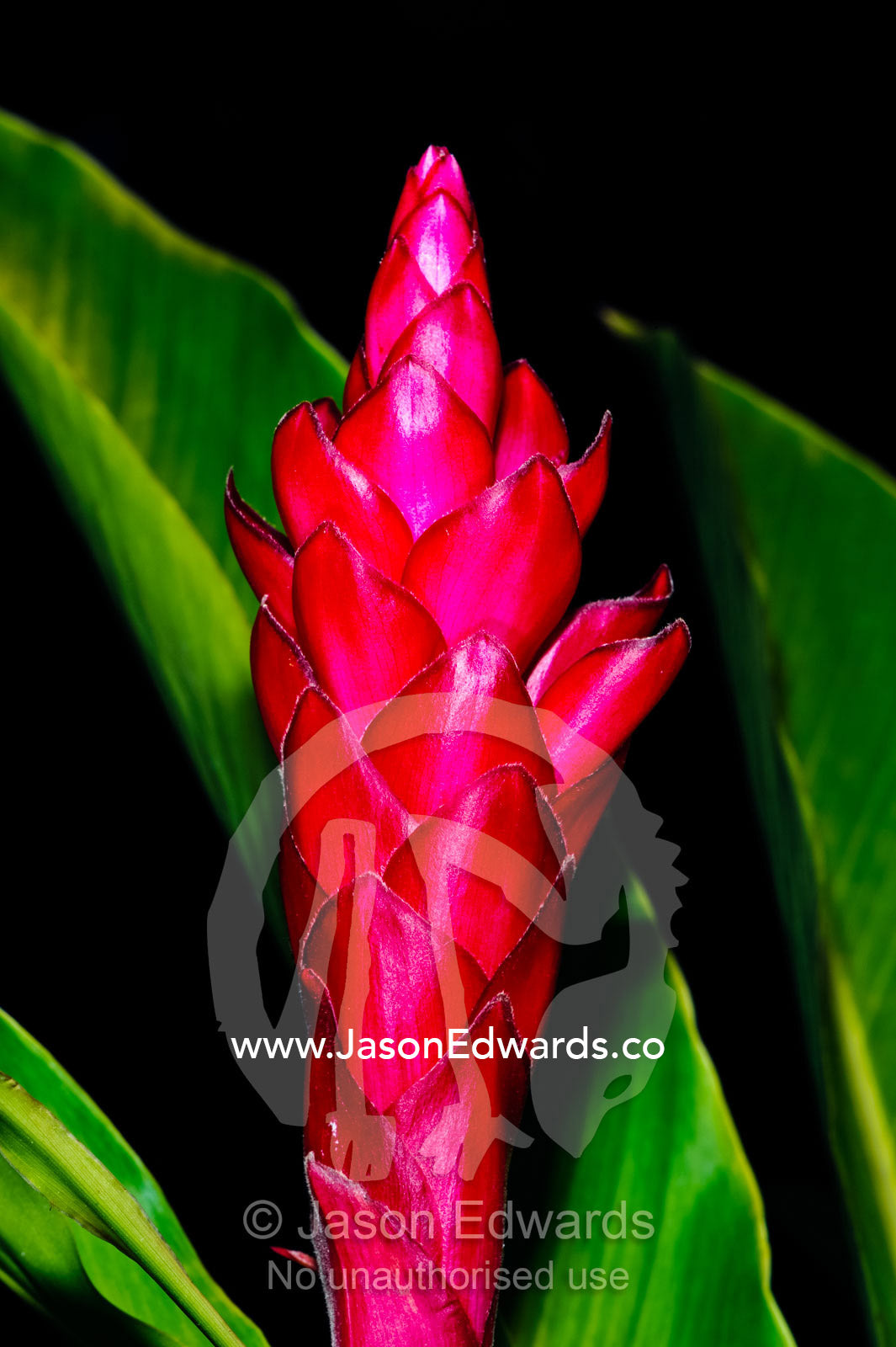 Lavish pink petals unfolding on a Pink Cone Ginger flower. Bouma Falls, Bouma National Heritage Park, Taveuni Island, Pacific Ocean, Fiji Islands.